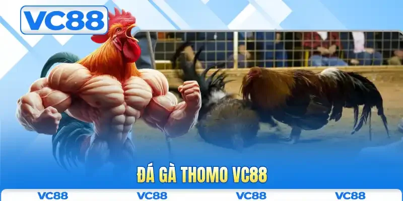 Đá gà Thomo VC88