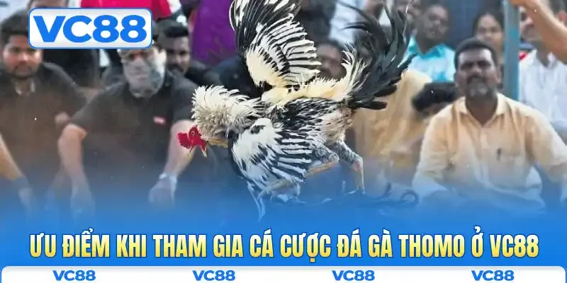 Ưu điểm khi tham gia cá cược đá gà Thomo ở VC88